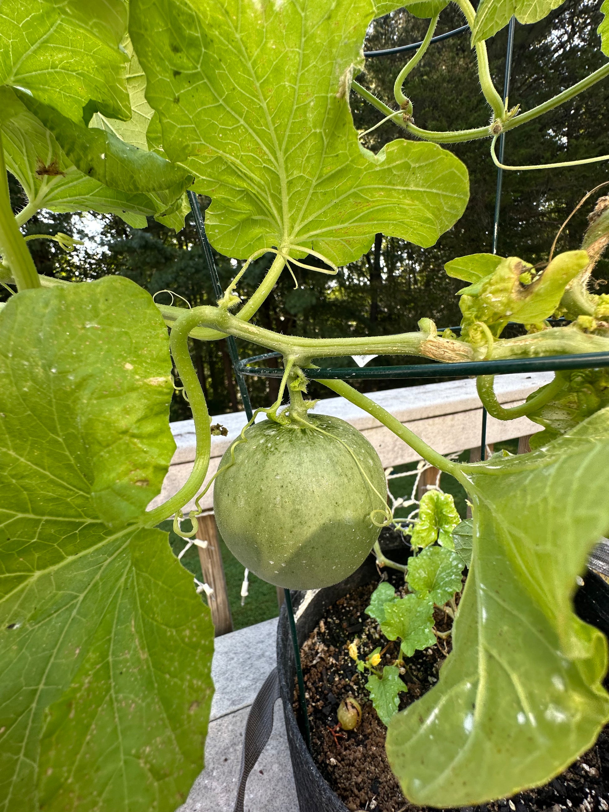 Wild Goose Seed & Supply Hiro Melon Feminized Seeds | buy Hiro Melon cannabis seeds Wild Goose | Hiro Melon hybrid seed strain Wild Goose | Wild Goose Seed Hiro Melon terpene melon flavor | cheap Wild Goose Hiro Melon seeds online