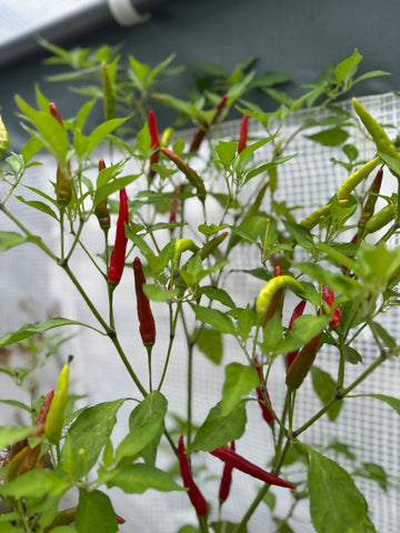 Thai Pepper