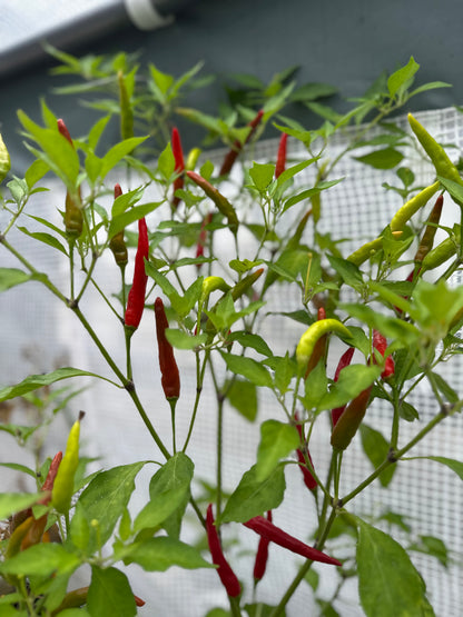 Wild Goose Thai Pepper Seeds | Buy Thai Pepper Seeds Online Wild Goose | Organic Thai Chili Pepper Seeds Wild Goose | Wild Goose Spicy Thai Pepper Seeds | Thai Pepper Vegetable Seeds Wild Goose