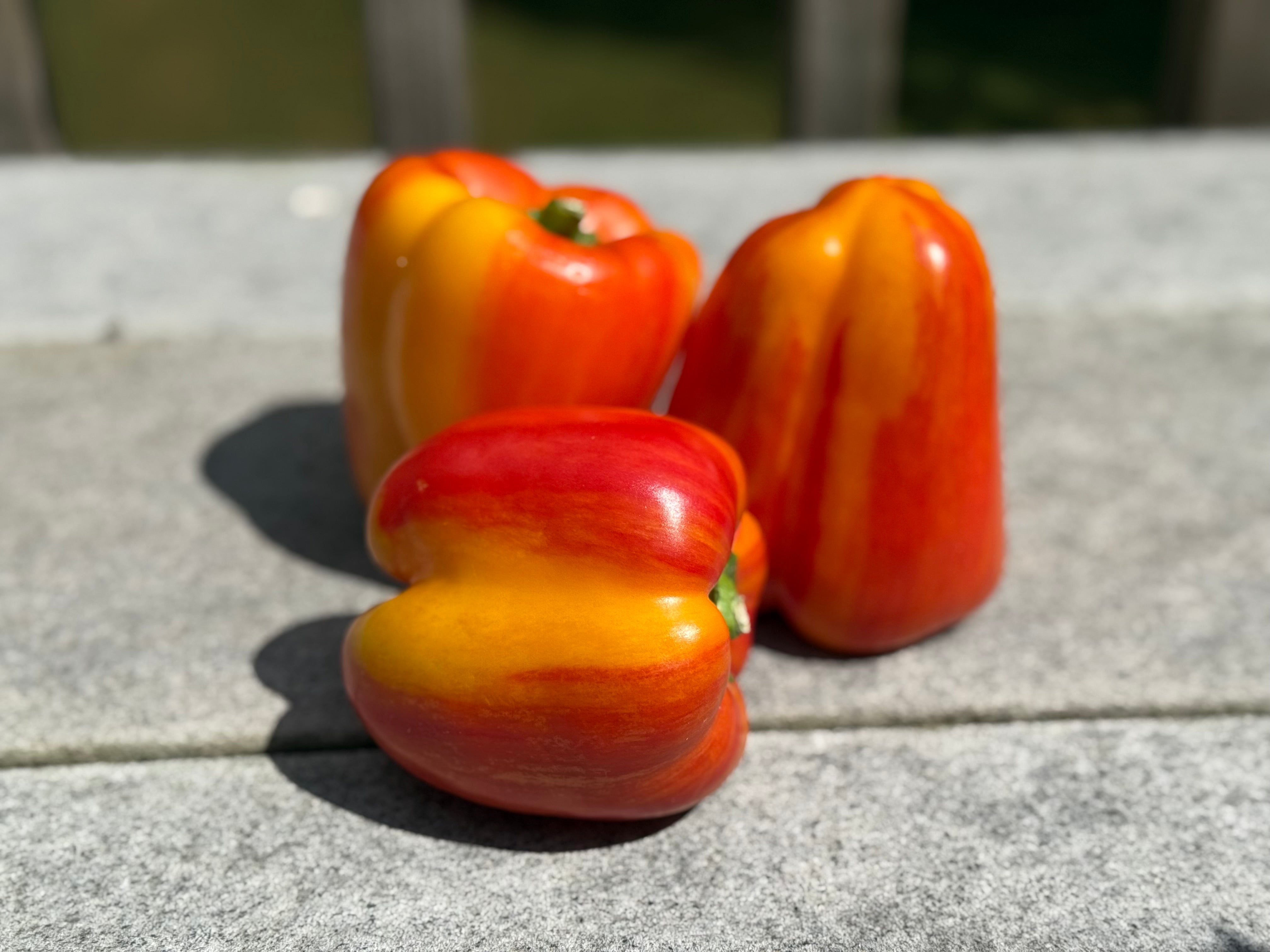 Holland Striped Bell